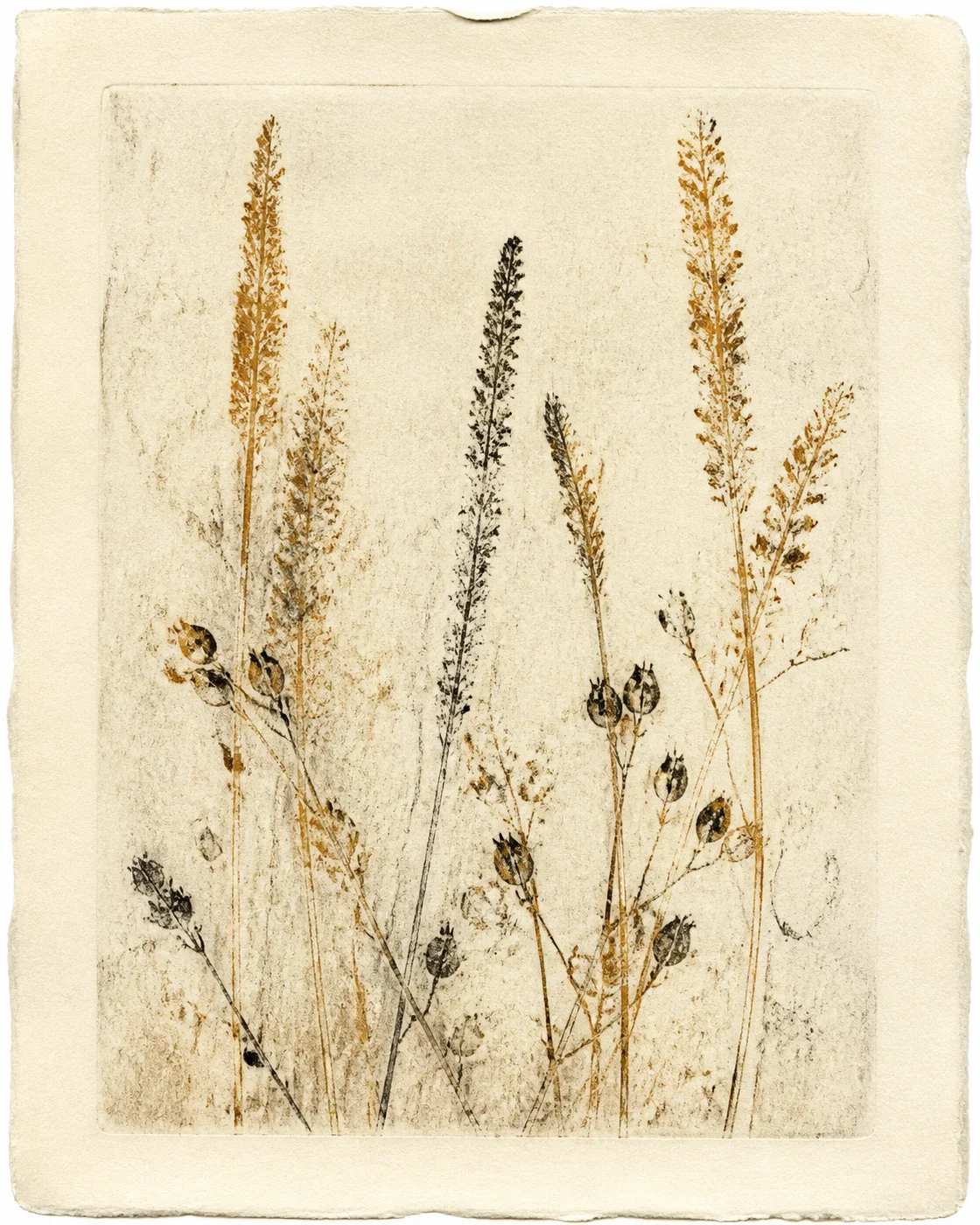 种穗残影：赭黑单版幽灵印 / Seed-Spike Residue: Ochre-Black Monotype Ghost Print