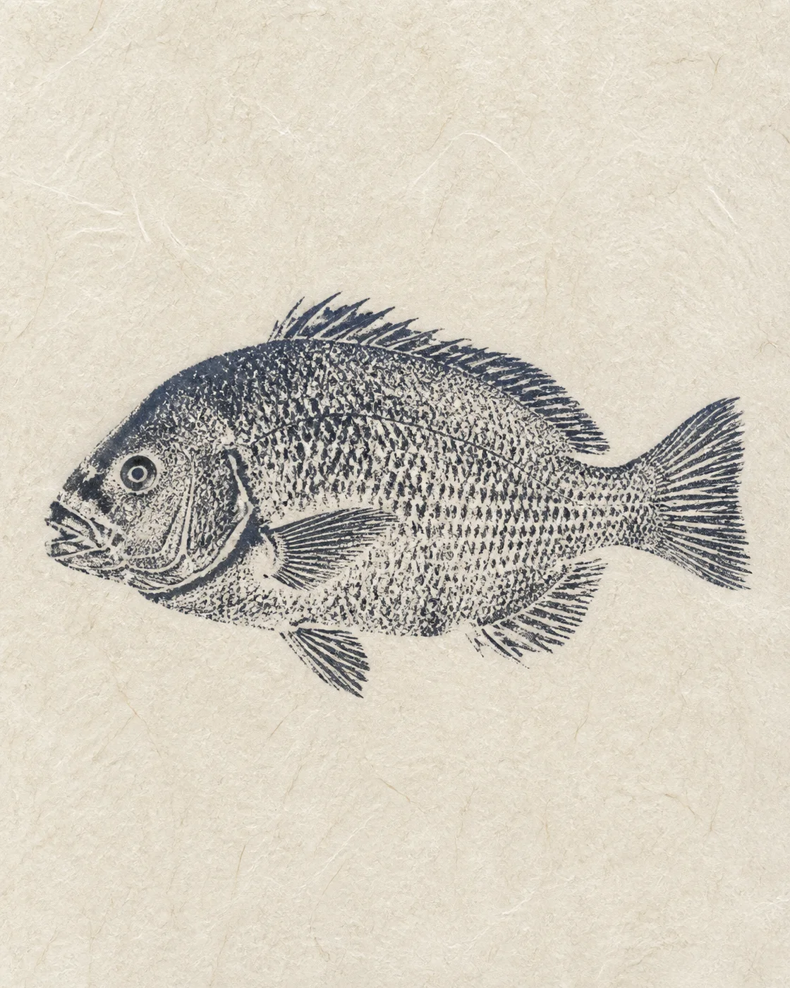 普通海鱼靛黑拓印 / Common Sea Fish Indigo Gyotaku