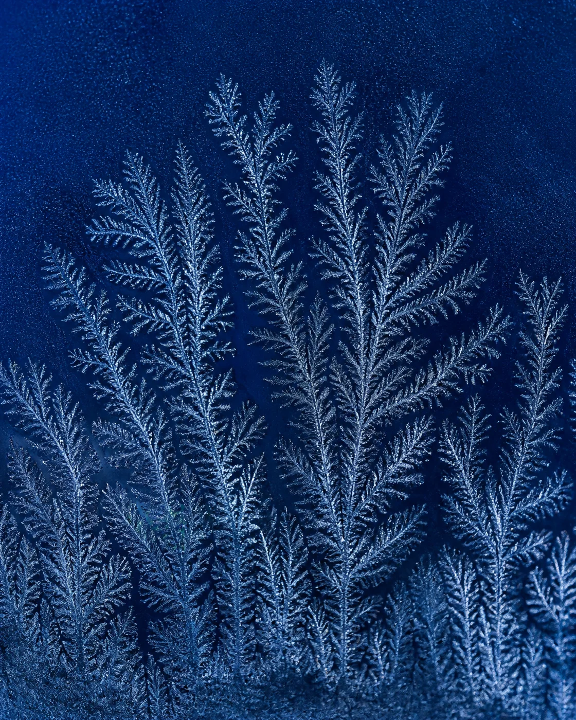 深蓝玻璃蕨叶霜晶 / Fern Frost on Cobalt Glass