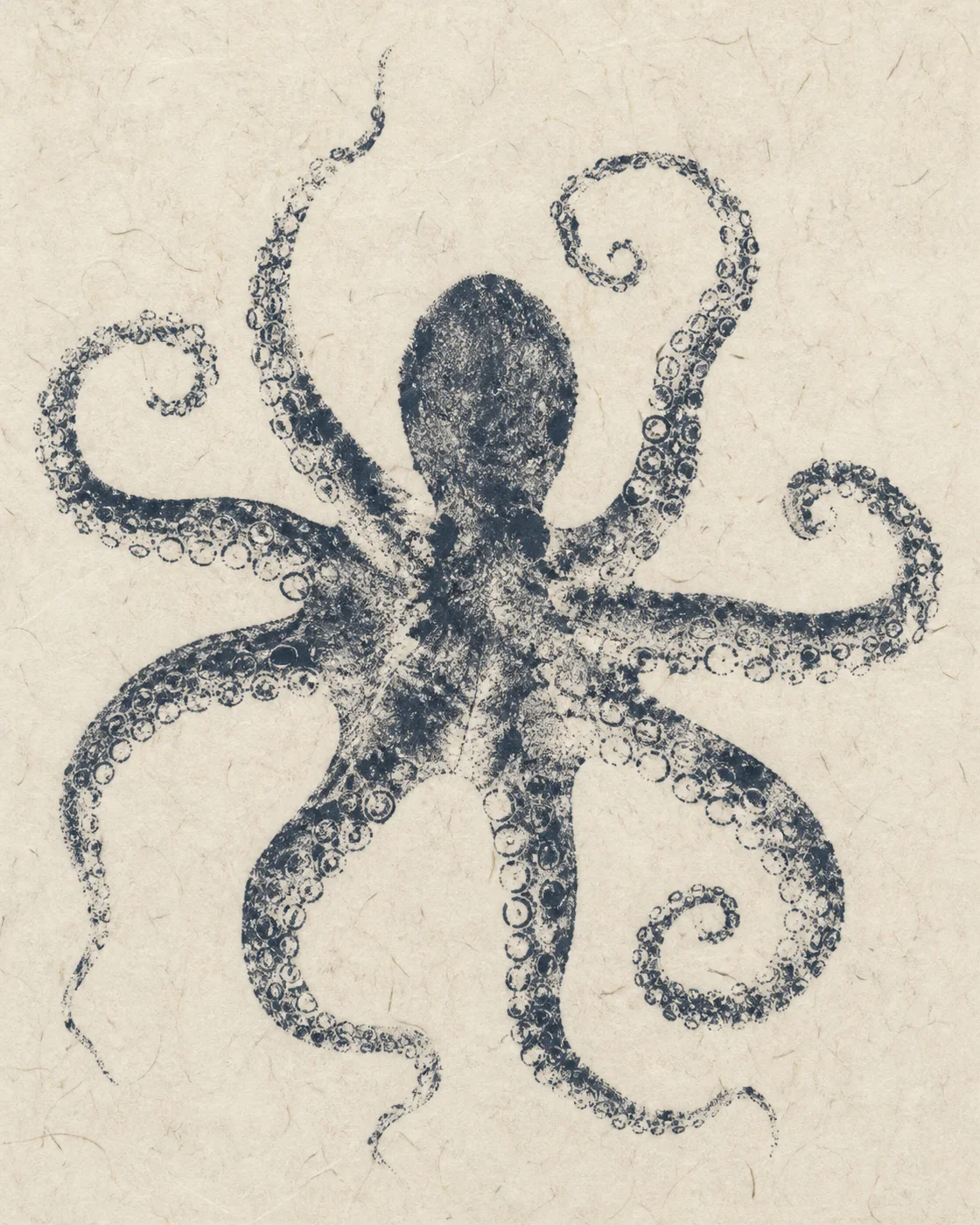 章鱼触腕放射拓印 / Octopus Radial Gyotaku