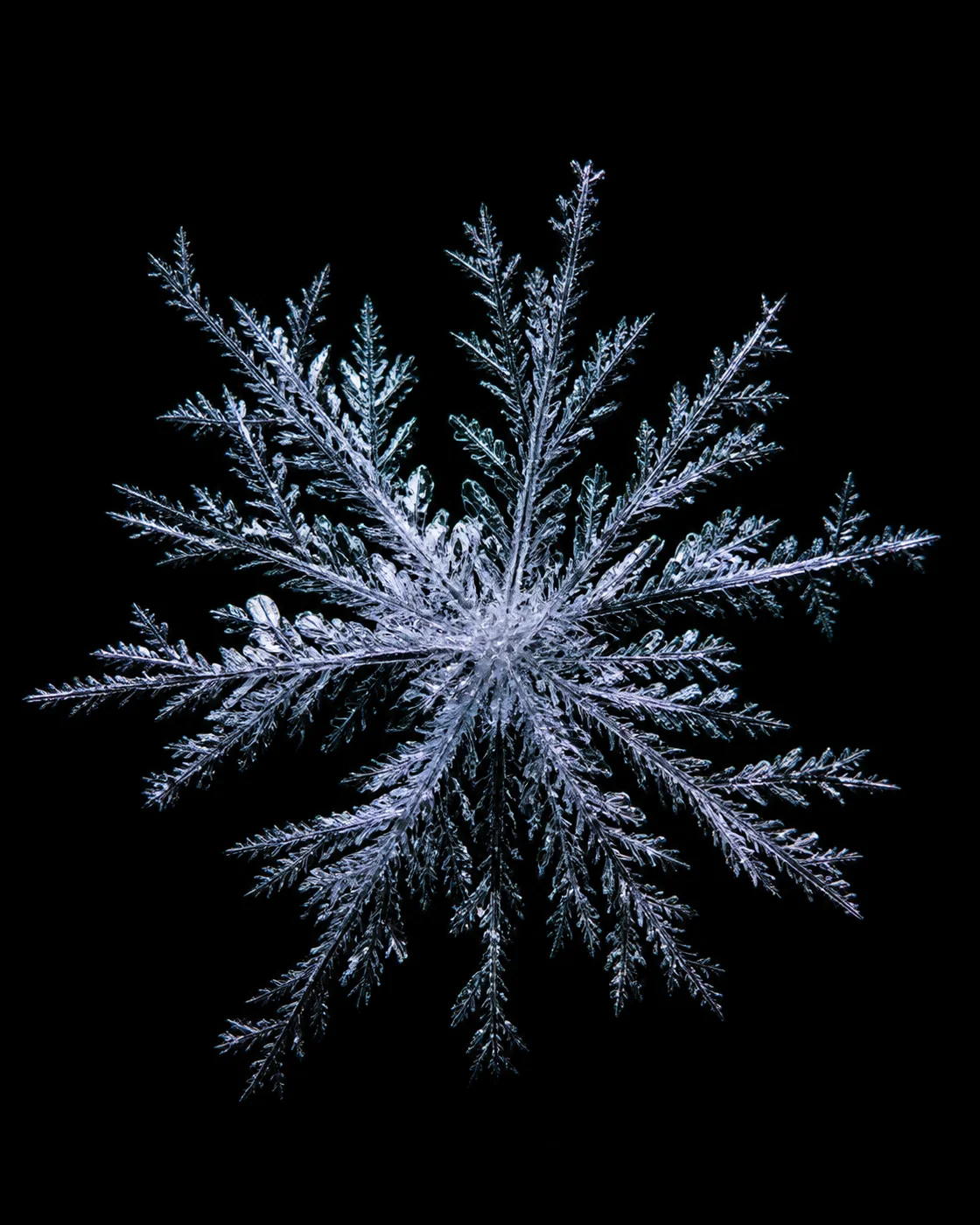 黑场放射冰花 / Radial Ice Flower on Black