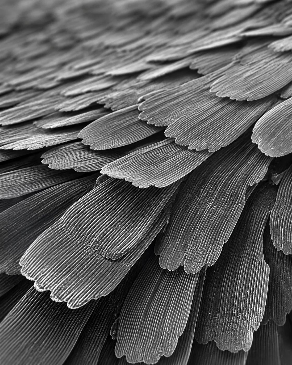 蛾翼瓦阵：鳞片层叠微观地貌 / Moth Wing Terraces: Layered Scale Microstructure