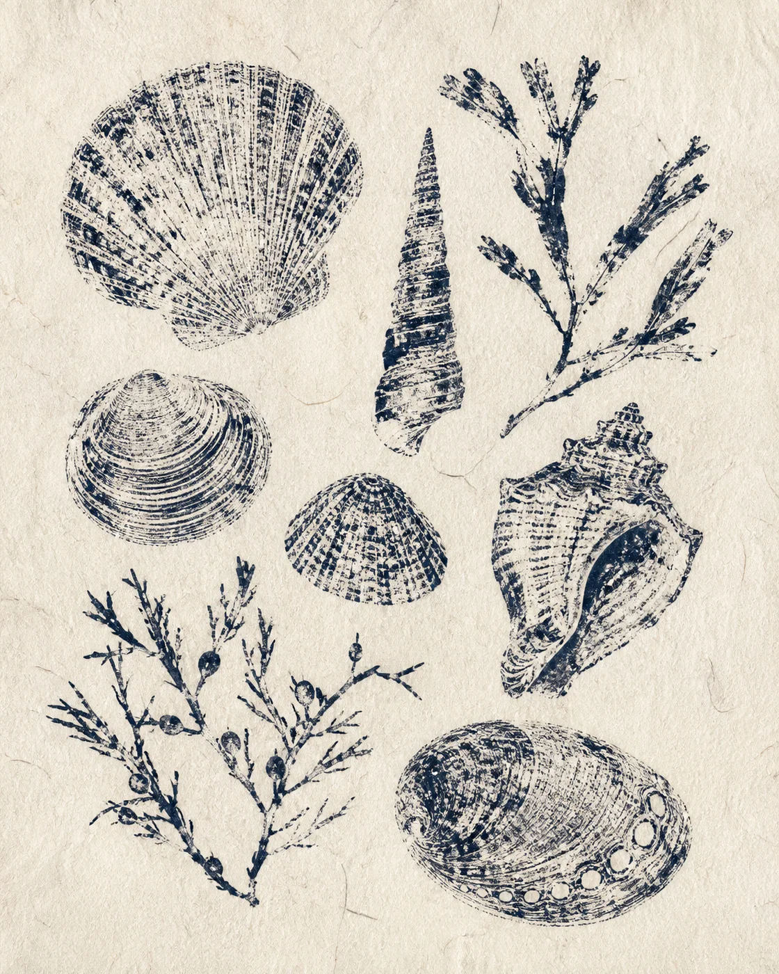 贝类海藻组合标本拓印 / Shell Seaweed Specimen Gyotaku