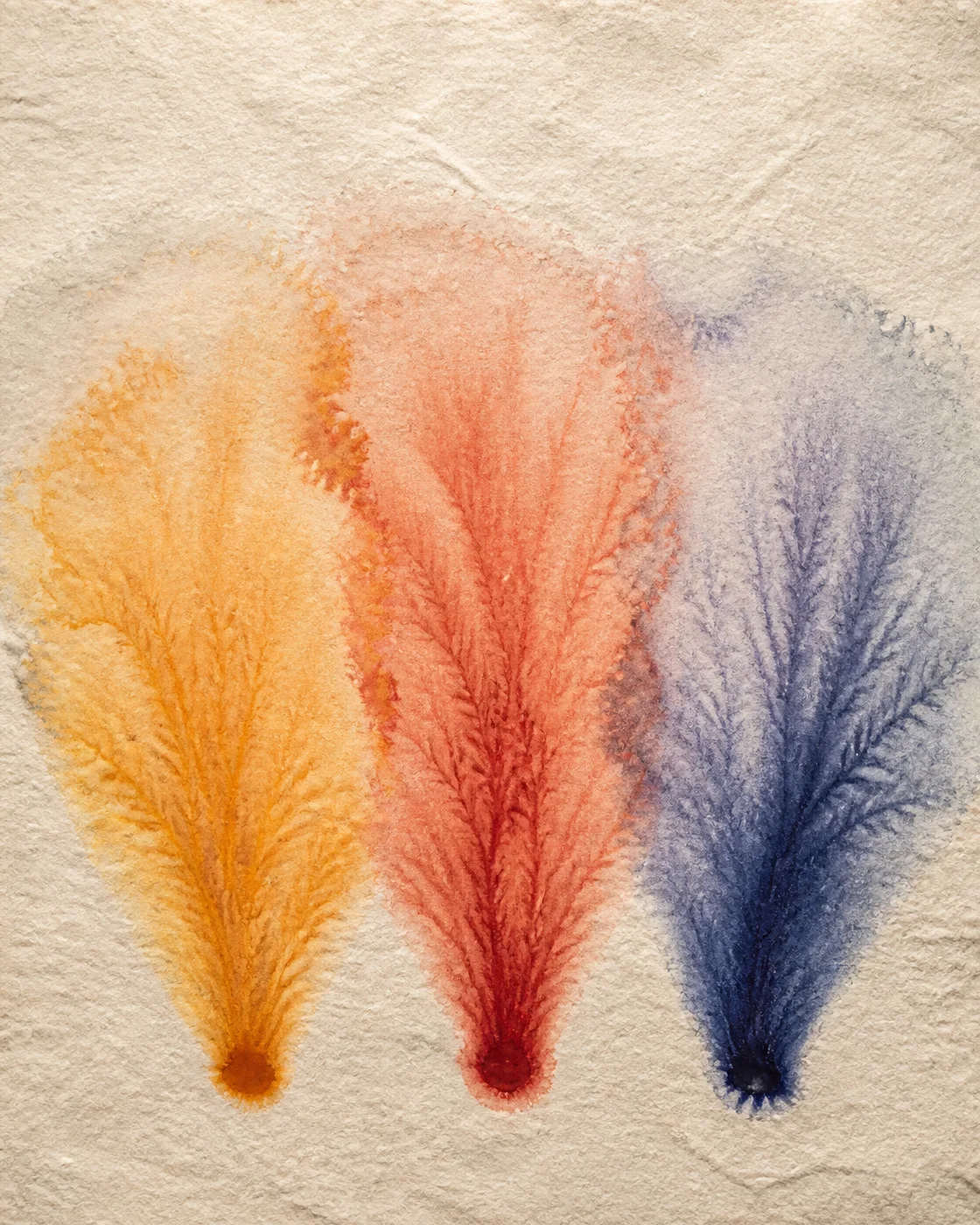 天然色素毛细扇 / Three Natural-Pigment Capillary Fans
