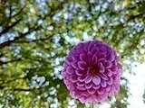 紫色重瓣花朵｜绿叶间的花球（小尺寸）